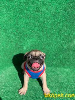 SAFKAN ERKEK VE DİŞİ PUG MOPS GÜL KUYRUK 5
