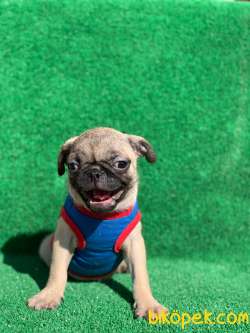SAFKAN ERKEK VE DİŞİ PUG MOPS GÜL KUYRUK 2