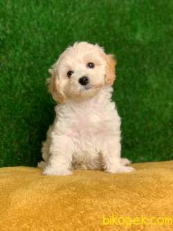 Safkan F1 Maltipoo Erkek Yavrumuz İrk Garantili 1