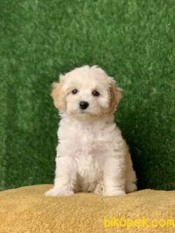 Safkan F1 Maltipoo Erkek Yavrumuz İrk Garantili 3