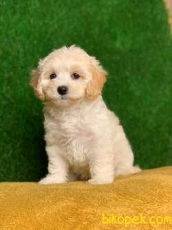 Safkan F1 Maltipoo Erkek Yavrumuz İrk Garantili 2