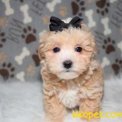 Safkan F1 Maltipoo Yavrularımız Kendi Üretimimiz 3