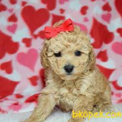 Safkan F1 Maltipoo Yavrularımız Kendi Üretimimiz 2