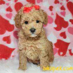 Safkan F1 Maltipoo Yavrularımız Kendi Üretimimiz 1