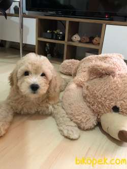 Safkan F1 Poodle Baskın MALTİPOO Erkek Yavrumuz 2