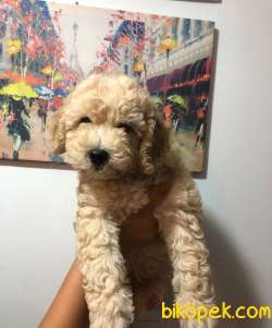 Safkan F1 Poodle Baskın MALTİPOO Erkek Yavrumuz 3