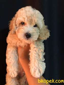 Safkan F1 Poodle Baskın MALTİPOO Erkek Yavrumuz 4