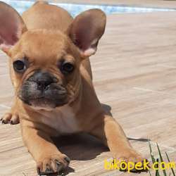 SAFKAN Frenc Buldog  YAVRULARI 3