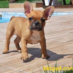 SAFKAN Frenc Buldog  YAVRULARI 1