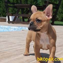 SAFKAN Frenc Buldog  YAVRULARI 4