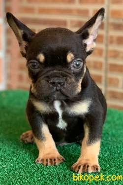 Safkan French Bulldog Black Tan Erkek Yavrumuz 5