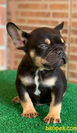 Safkan French Bulldog Black Tan Erkek Yavrumuz 3