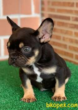 Safkan French Bulldog Black Tan Erkek Yavrumuz