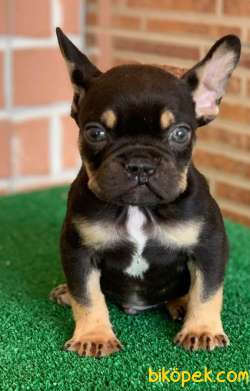 Safkan French Bulldog Black Tan Erkek Yavrumuz 2