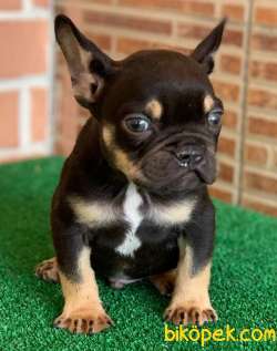 Safkan French Bulldog Black Tan Erkek Yavrumuz 4