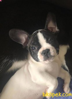 SAFKAN FRENCH BULLDOG  TÜM AŞILARI TAM KARNELİ 1