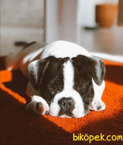SAFKAN FRENCH BULLDOG  TÜM AŞILARI TAM KARNELİ 2