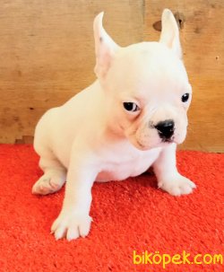 SAFKAN FRENCH BULLDOG YAVRULAR İZMİR 2