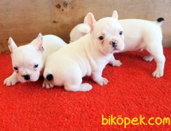 SAFKAN FRENCH BULLDOG YAVRULAR İZMİR 1