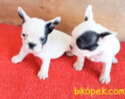 SAFKAN FRENCH BULLDOG YAVRULAR İZMİR 3