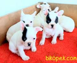 SAFKAN FRENCH BULLDOG YAVRULAR İZMİR . 1