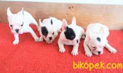 SAFKAN FRENCH BULLDOG YAVRULAR İZMİR . 3