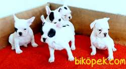 SAFKAN FRENCH BULLDOG YAVRULAR İZMİR . 2