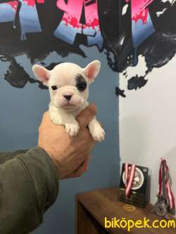 Safkan French Bulldog Yavrularımız 45 Günlük 5