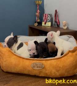 Safkan French Bulldog Yavrularımız 45 Günlük 2