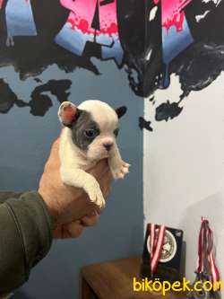 Safkan French Bulldog Yavrularımız 45 Günlük 4