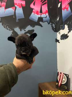 Safkan French Bulldog Yavrularımız 45 Günlük 5