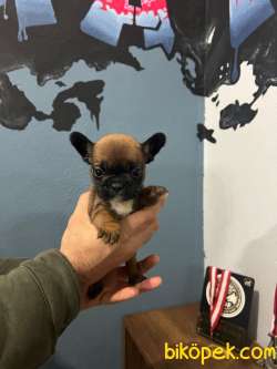 Safkan French Bulldog Yavrularımız 45 Günlük 4