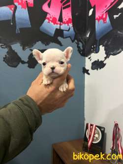 Safkan French Bulldog Yavrularımız 45 Günlük 3