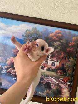 Safkan French Bulldog Yavrum 45 Günlük 4