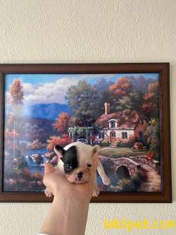 Safkan French Bulldog Yavrum 45 Günlük 3
