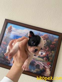 Safkan French Bulldog Yavrum 45 Günlük