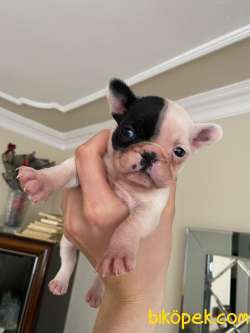Safkan French Bulldog Yavrum 45 Günlük 2