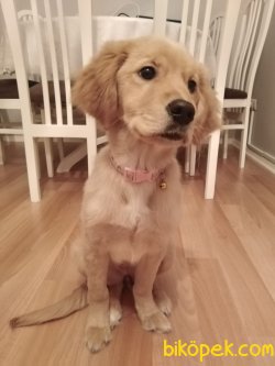 Safkan Golden Retriever 3