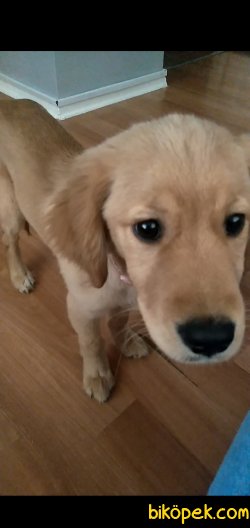 Safkan Golden Retriever 5