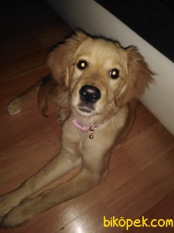 Safkan Golden Retriever 2