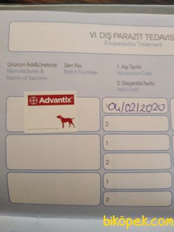 Safkan Golden Retriever 4