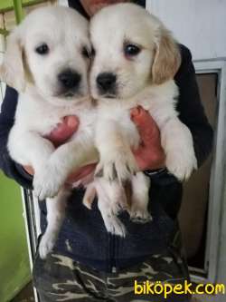 SAFKAN GOLDEN RETRIEVER AİLENİZİN NEŞE KAYNAĞI 2