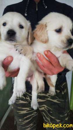 SAFKAN GOLDEN RETRIEVER AİLENİZİN NEŞE KAYNAĞI 3