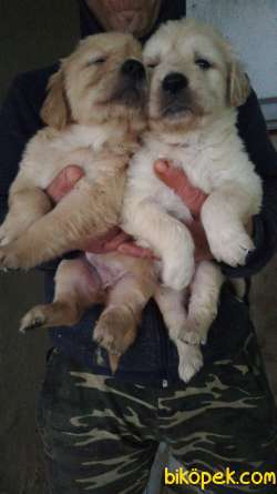 SAFKAN GOLDEN RETRIEVER BABYFACE AŞILI 4