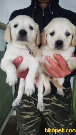 SAFKAN GOLDEN RETRIEVER BABYFACE AŞILI 1