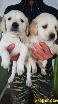 SAFKAN GOLDEN RETRIEVER BABYFACE AŞILI 2
