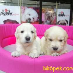 SAFKAN GOLDEN RETRIEVER YAVRULAR 3