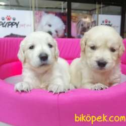 SAFKAN GOLDEN RETRIEVER YAVRULAR 2