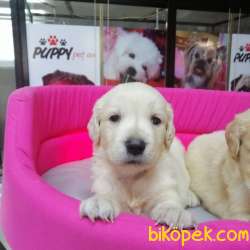 SAFKAN GOLDEN RETRIEVER YAVRULAR 1