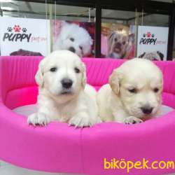 SAFKAN GOLDEN RETRIEVER YAVRULAR 4